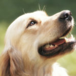 rp_malattie_gengivali_cane.jpg
