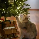 natale gatto