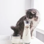 diarrea gatto