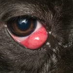 occhio a ciliegia cane