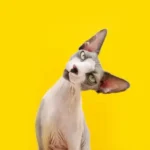 sordità gatto