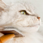 rp_toelettatura_gatto.jpg