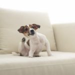 Acari (parassiti esterni) nel cane: sintomi e trattamento