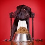 Allergie e intolleranze alimentari nel cane