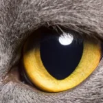 cheratocongiuntivite secca gatto