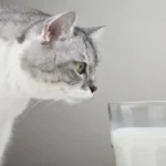 intolleranza lattosio gatto