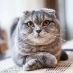 ipertiroidismo gatto