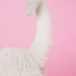Malattie del sacco anale nel gatto: cause, sintomi e cura