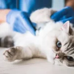 malattie epatiche gatto