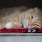 Malattie infiammatorie croniche intestinali nel gatto: cause, sintomi e trattamenti