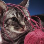 Panleucopenia felina: cause, sintomi e terapia