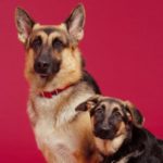 Emangiosarcoma canino: sintomi, diagnosi e trattamento