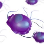 Giardia nel cane: sintomi, diagnosi e terapia
