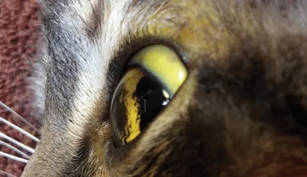 ittero gatto sclera gialla