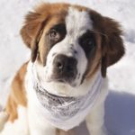 Linfoma nel cane: sintomi, diagnosi e terapia