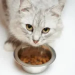 Polifagia felina: quando il gatto mangia troppo e come affrontare il problema