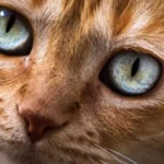 Anisocoria nel gatto: quando una pupilla è più grande dell'altra