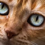 anisocoria gatto