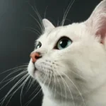 blefarite gatto