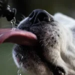 disidratazione cane