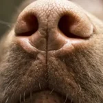 Epistassi nel cane: cause, sintomi e trattamenti