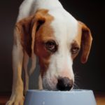 Sindrome di Cushing nel cane: cause, sintomi e trattamento