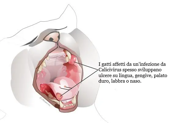 ulcere orali infezione da Calicivirus