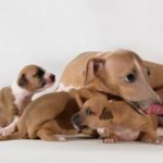 Infezione da Ascaridi nel cane: cause, sintomi e cura