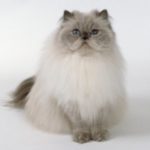 Colangioepatite nel gatto: cause, sintomi e trattamento