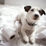 Diarrea acuta nel cane: cause, sintomi e trattamento
