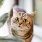 glomerulonefrite gatto