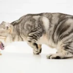 vomito cronico gatto