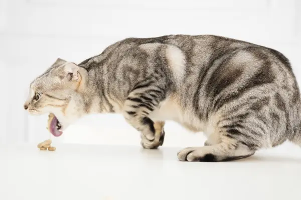 vomito cronico gatto