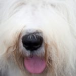 Adenocarcinoma nasale nel cane: sintomi e trattamento