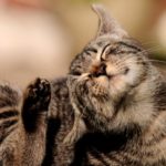 Atopia (dermatite atopica) nel gatto: sintomi e trattamento