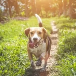 colpo di calore cane