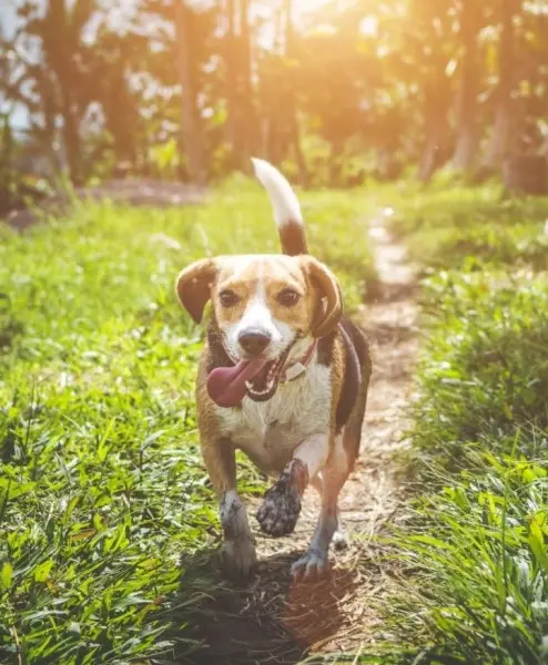 colpo di calore cane