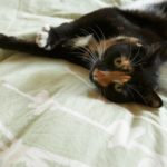 Quando il gatto sporca in casa: cause e rimedi
