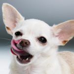 Idrocefalo nel cane: cause, sintomi e trattamento