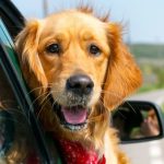 Cinetosi canina: quando il cane soffre di mal d'auto