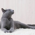 Emorragia splenica nel gatto: cause, sintomi e trattamento