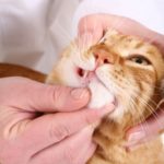 Gengivite e stomatite nel gatto: cause, sintomi e cura