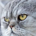 Ifema nel gatto: cause e trattamento