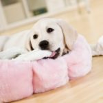 Stitichezza nel cane: cause, sintomi e rimedi