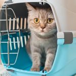trasportino gatto