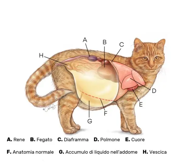 anatomia ascite