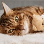 Ascite nel gatto: cause, sintomi e trattamenti