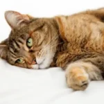 ipokaliemia gatto