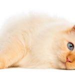 Letargia nel gatto: possibili cause, sintomi e trattamento