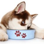 Malassorbimento nel cane: cause, sintomi e trattamento